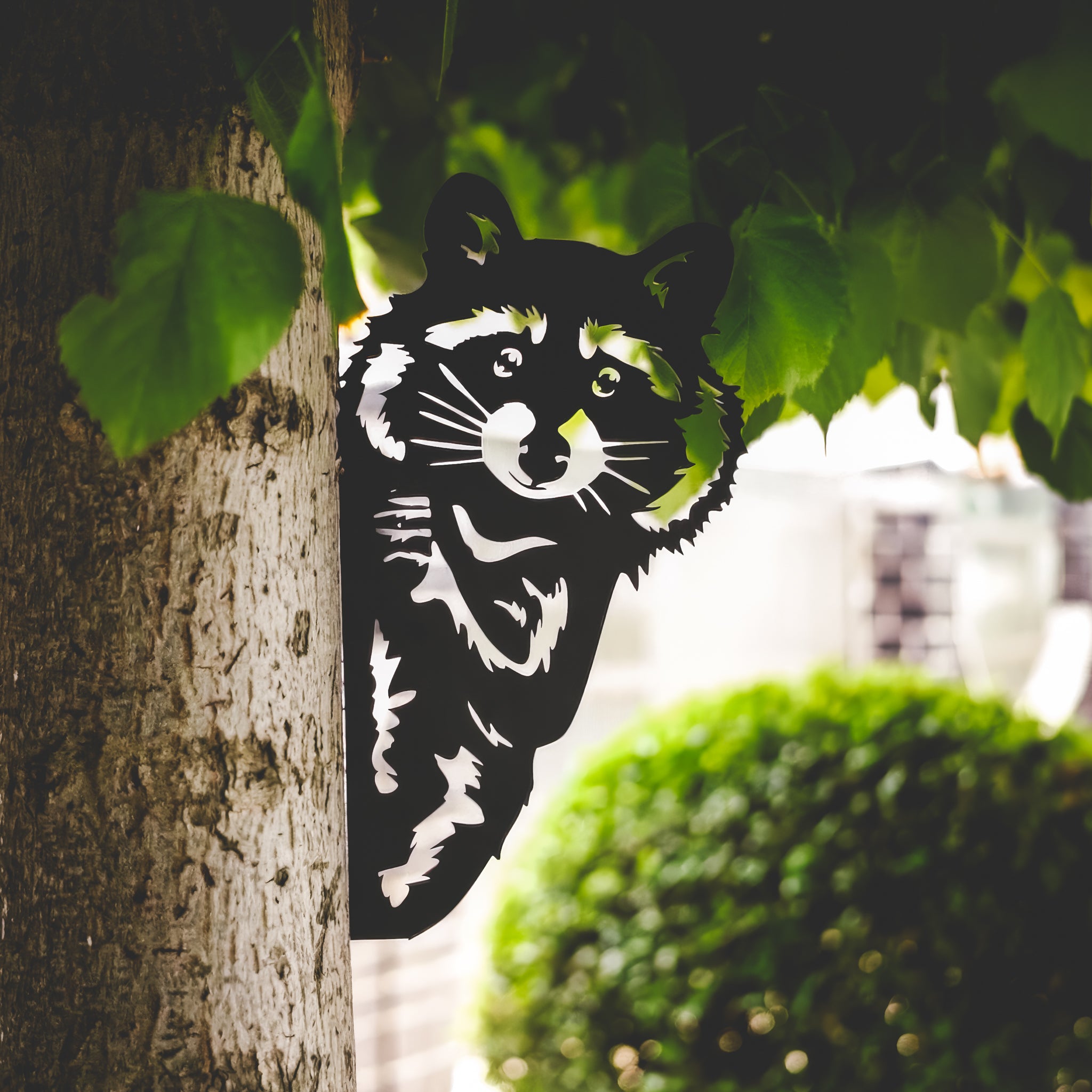 Waschbär