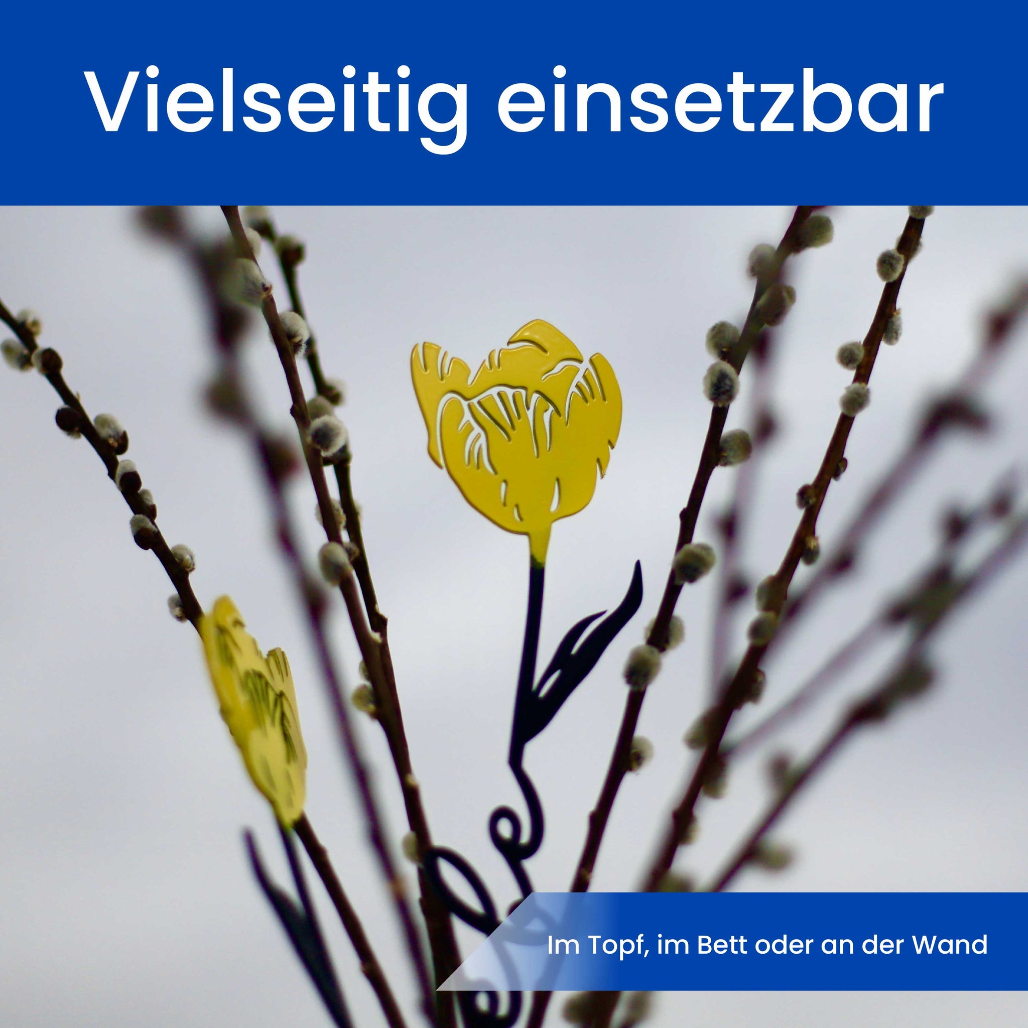 Die Tulpe