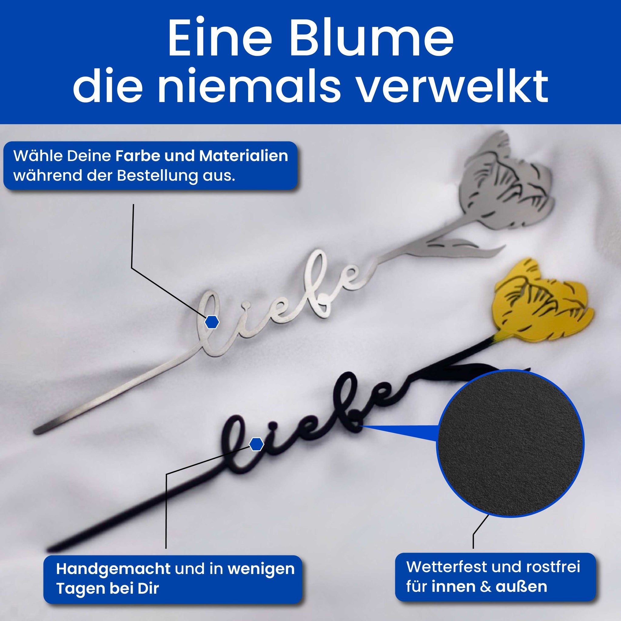 Die Tulpe